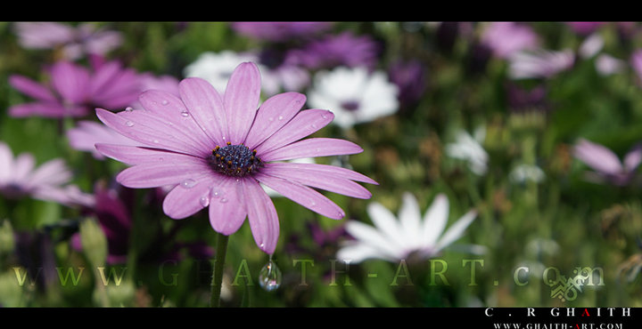 Violet flower