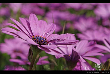 Violet flower II