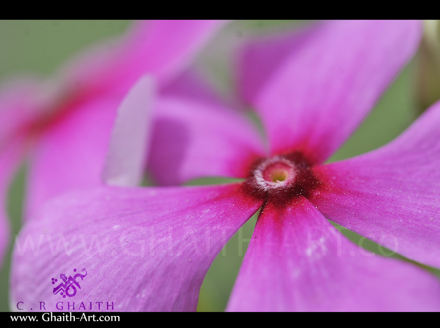 Macro flower II