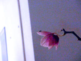 Fly On An Orchid