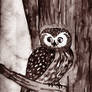 5. Nothern Saw-Whet Owl