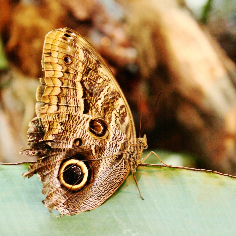 Owl Butterfly