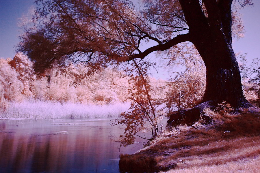 Infrared Wetlands