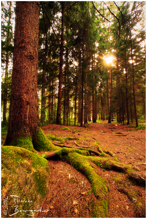 Through the Treetops