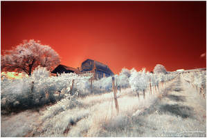 Beneath Red Skies