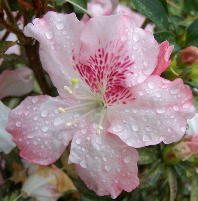 Pink Flower