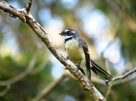 Gray Fantail