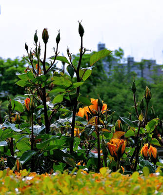 It was blooming along the river.