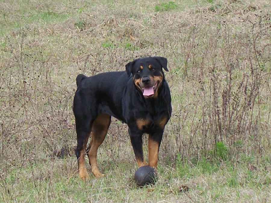 Moya Rottweilers Moya by ligerdarktalon on DeviantArt