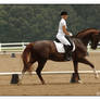 Dressage 3