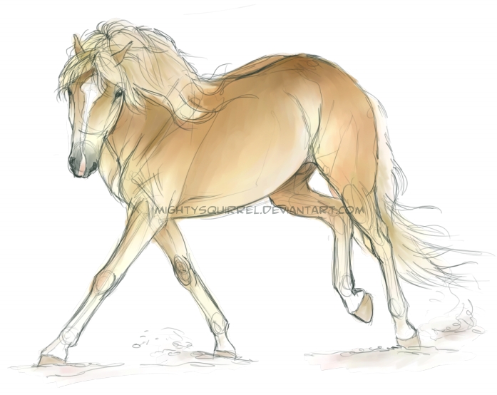 Doodle Haflinger