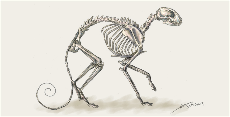 Cat Skeleton