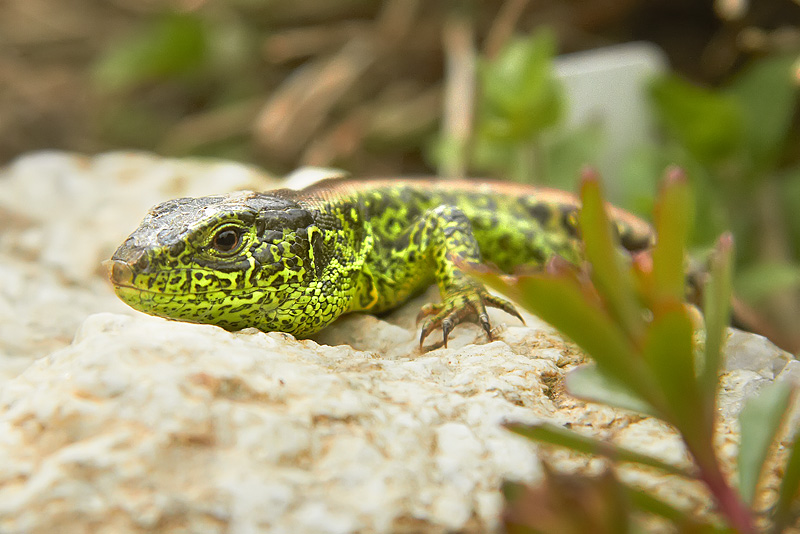 Lizard I