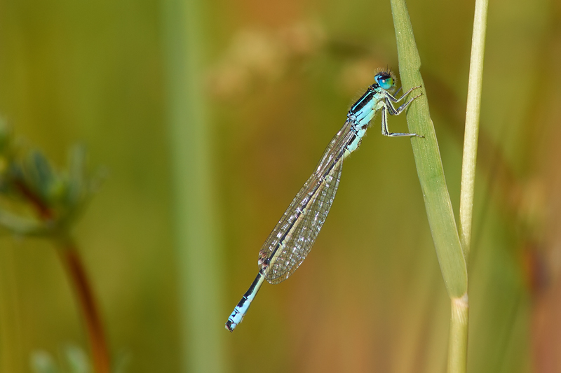 Blue Dragonfly II