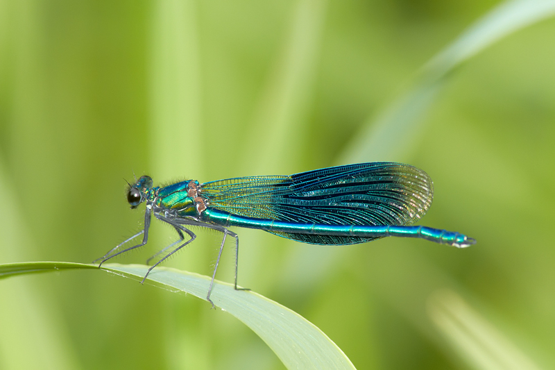 Damselfly V