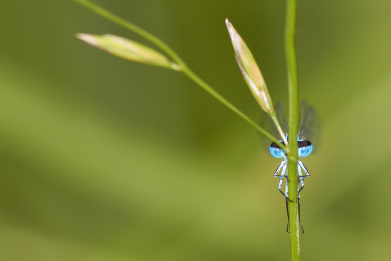 Damselfly