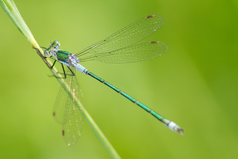 Damselfly