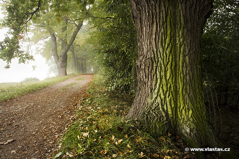 Old Tree