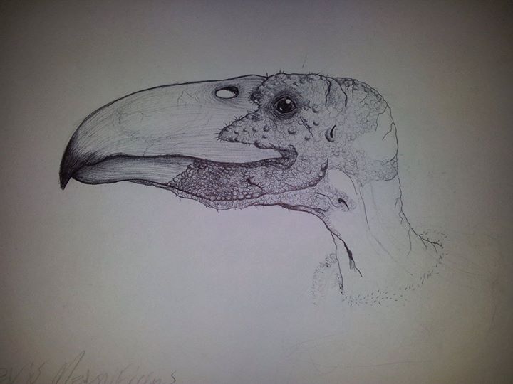 Argentavis en proceso