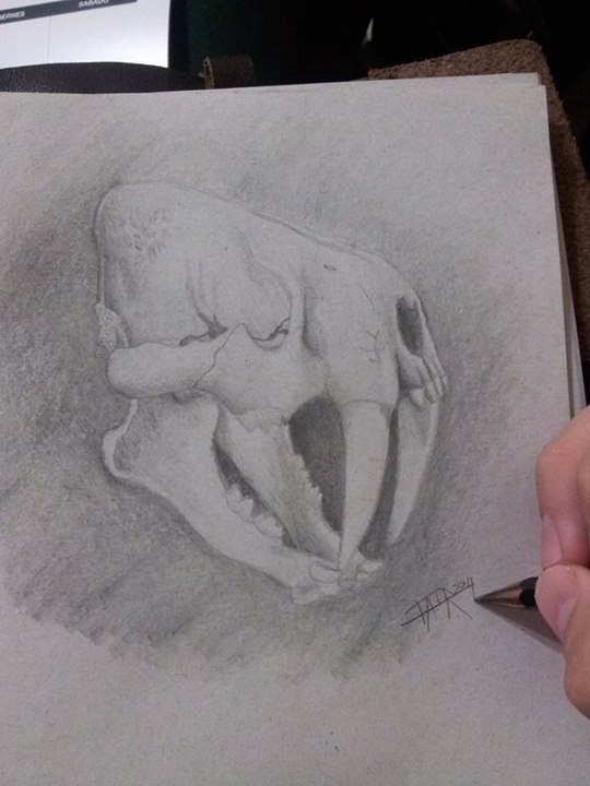 Smilodon Skull