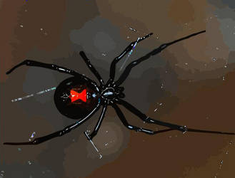 Black Widow Spider