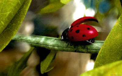 Ladybug