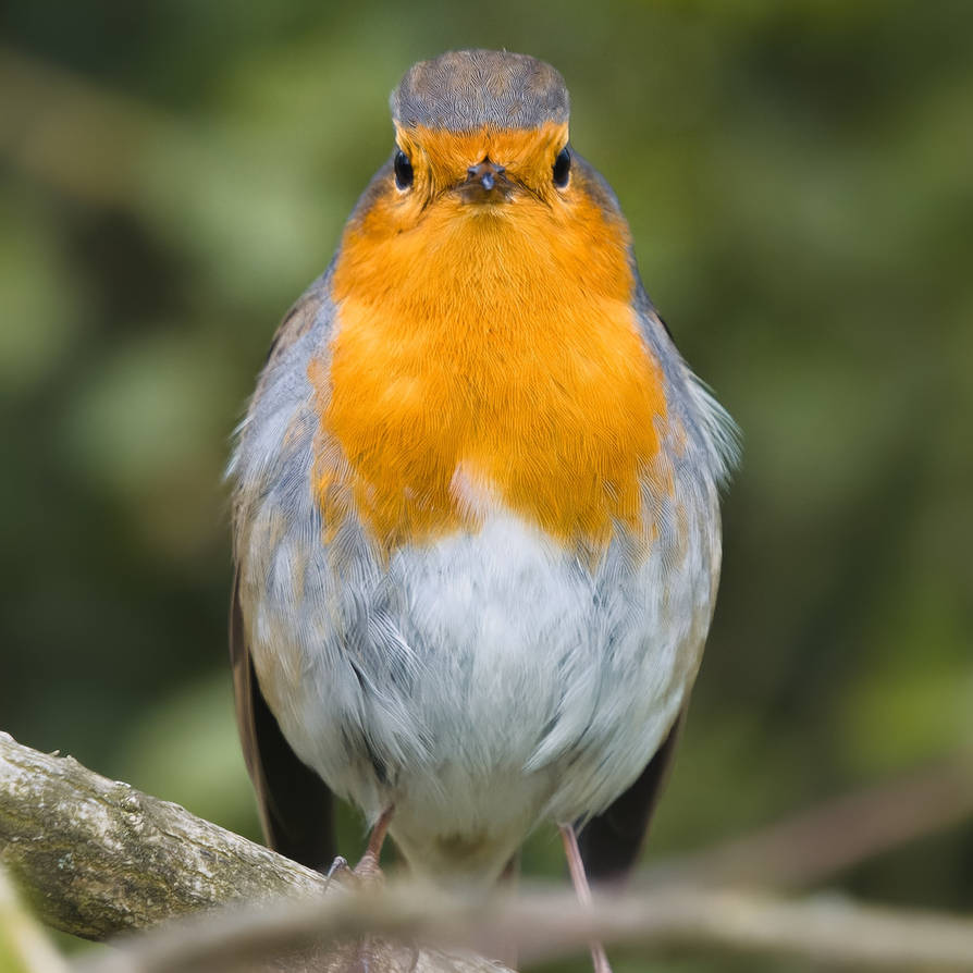Robin Rotten Looking Cranky looking robin by lembit6022 on DeviantArt