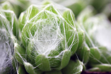 Cactus Macro