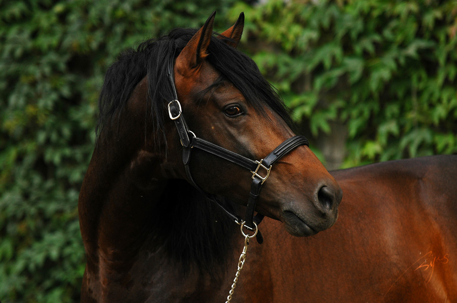 Andalusian Stallion Pelajo