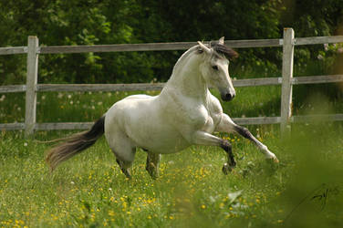 Lusitano Stallion