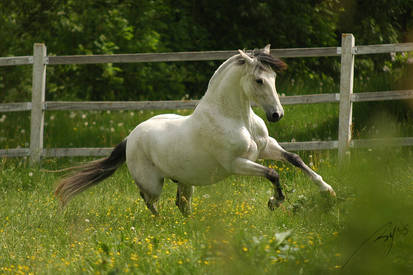 Lusitano Stallion