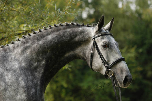 Trakehner Stallion Portrait