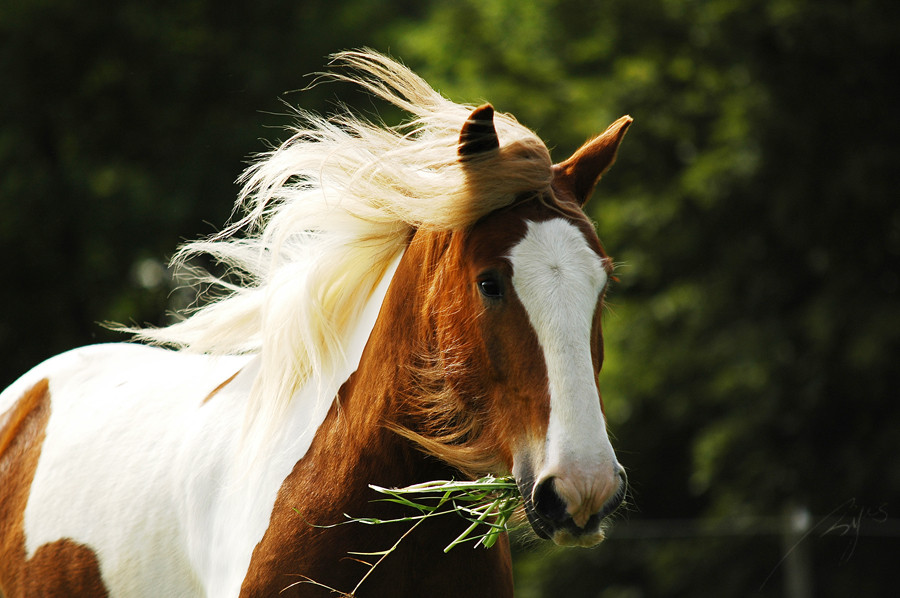 Tinker Gelding