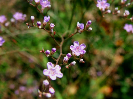 little flowers II