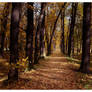 ..this is my autumn path
