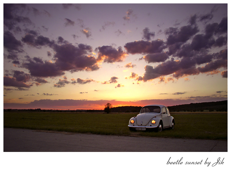 an ordinary beetle sunset