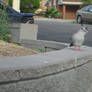 2 Headed Crested Pigeon