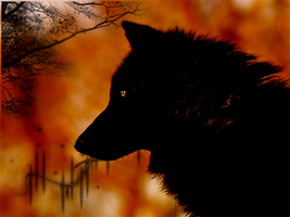 Black wolf