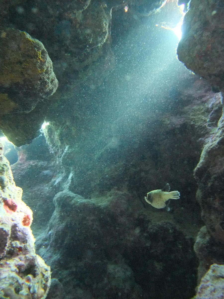 puffer fish sunlight