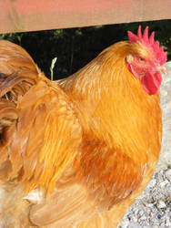 Cockerel