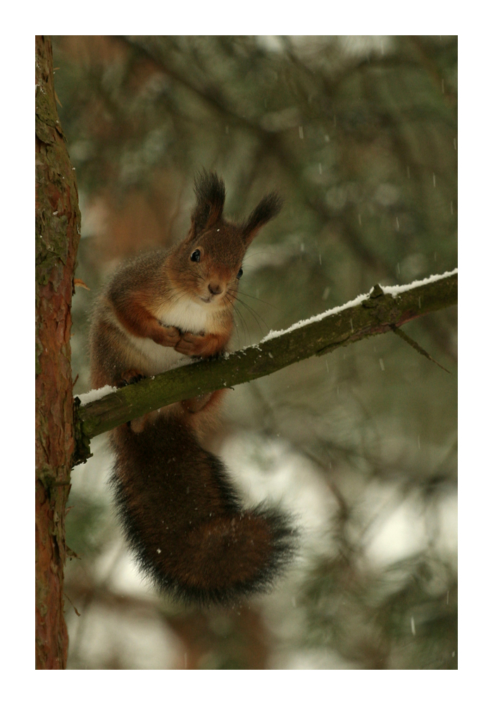 First Snow...