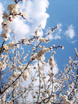 clouds and flowers