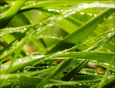 Drops f water on the grass