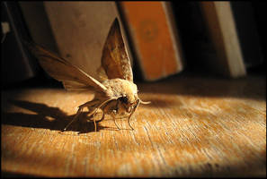 moth's life
