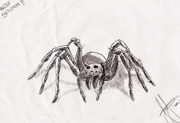 Wolf Spider by JessKa88 on DeviantArt
