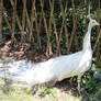 white peacock