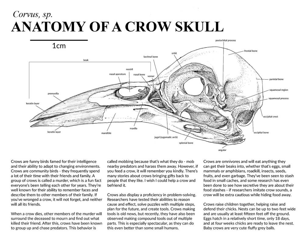 Crow Dissection anatomy of a crow skull by stormspanner on DeviantArt