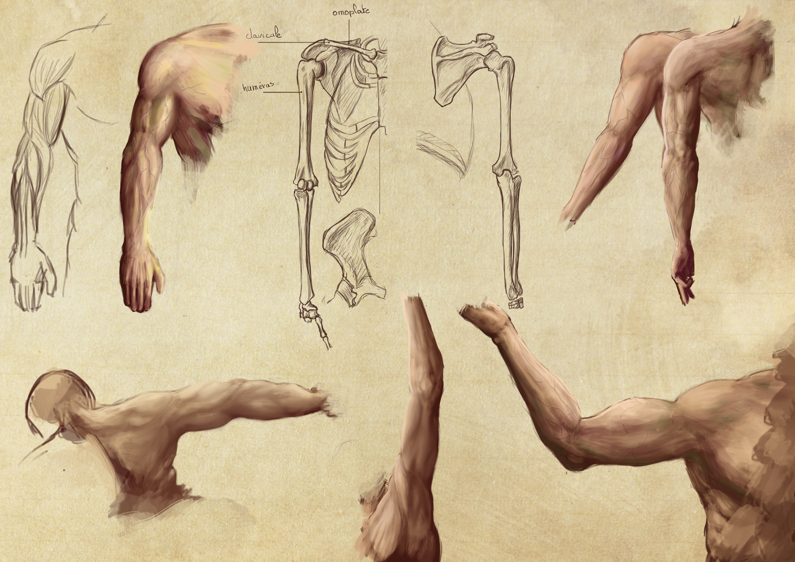 Arm Study