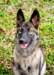 Siberian Shepherd