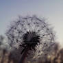 Dandelion 3